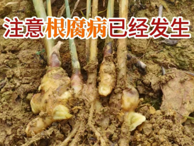 注意根腐病已经发生 ()