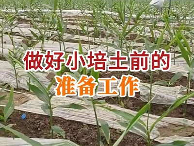 做好小培土前的准备工作 ()