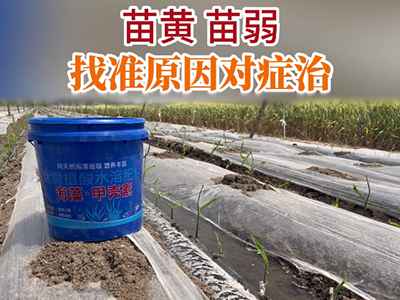 苗黄 苗弱 找准原因对症治 ()