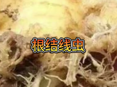 线虫来了做好防控 ()