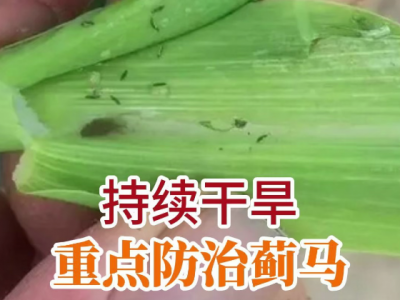 持续干旱重点防治蓟马 ()