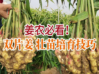 姜农必看！双片姜壮苗培育技巧 ()