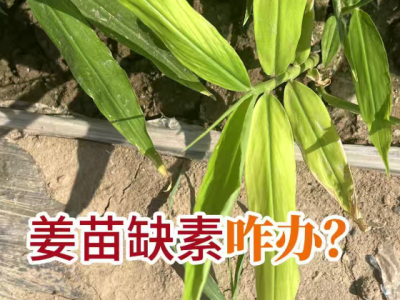 姜苗缺素咋办？ ()