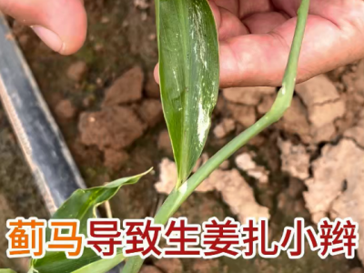 蓟马导致生姜扎小辫 ()