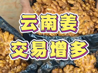 6月11日 生姜价格行情（云南姜交易增多） ()