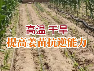 高温干旱 提高姜苗抗逆能力 ()