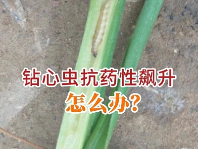 钻心虫抗药性飙升，怎么办？ ()