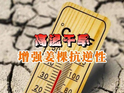高温干旱 增强姜棵抗逆性 ()