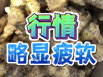 6月11日 安丘黑埠子（行情略显疲软） ()