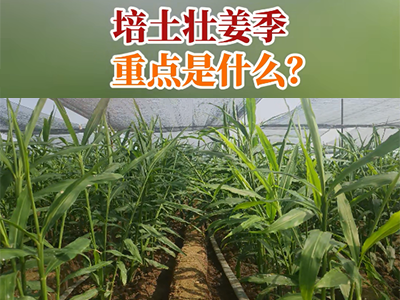 培土壮姜季重点是什么？ ()