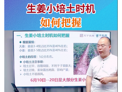 生姜小培土时机如何把握？ ()