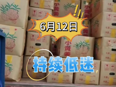 6月12日广州江南批发市场生姜价格行情 ()