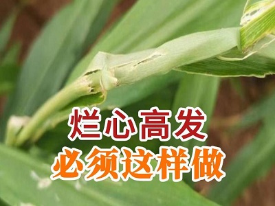 烂心高发必须这样做 ()