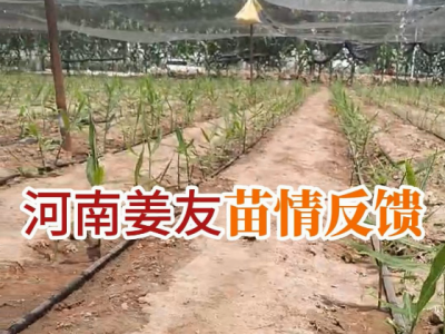 河南姜友苗情反馈 ()