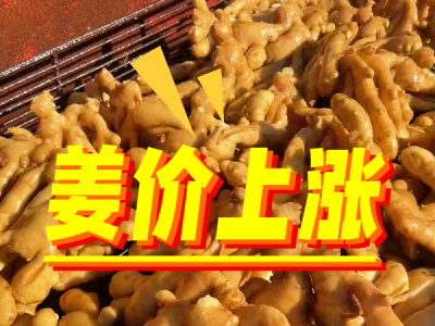 6月12日 生姜价格行情（姜价上涨） ()