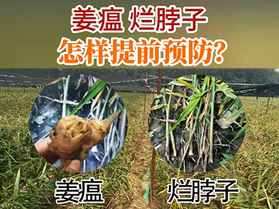 姜瘟、烂脖子怎样提前预防？ ()