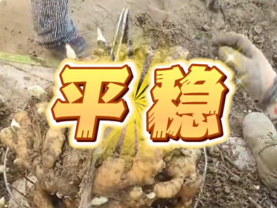 6月13日 安丘黑埠子（平稳） ()