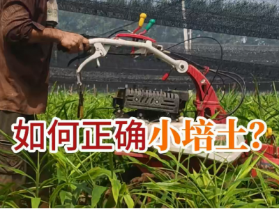 如何正确小培土？ ()