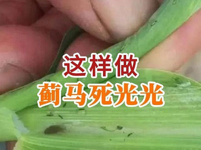这样做蓟马死光光 ()