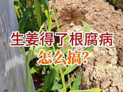 生姜得了根腐病的怎么搞？ ()