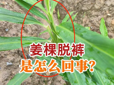 姜棵脱裤是怎么回事？ ()