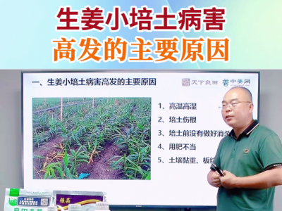 生姜小培土病害高发的主要原因 ()