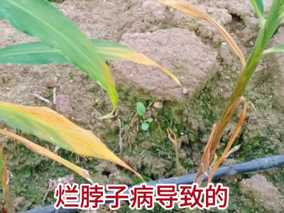 生姜烂脖子病来袭抓紧防控 ()