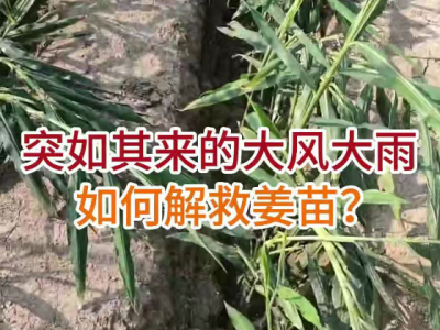 突如其来的大风大雨如何解救姜苗？ ()