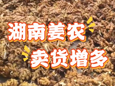 6月18日 生姜价格行情（湖南姜农卖货增多） ()