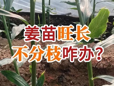 姜苗旺长不分枝咋办？ ()