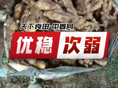 6月18日 安丘黑埠子（优稳次弱） ()