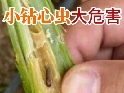 小钻心虫大危害 ()
