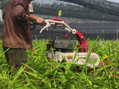 生姜培土有技巧根据苗情去操作 ()