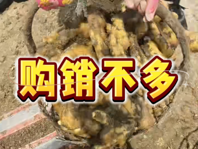 6月19日 安丘黑埠子（购销不多） ()