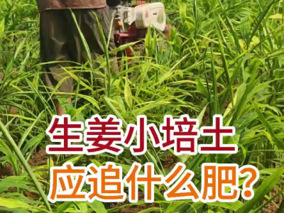生姜小培土应追什么肥？ ()