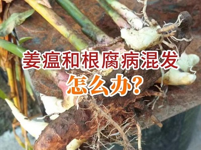 姜瘟和根腐病混发怎么办？ ()