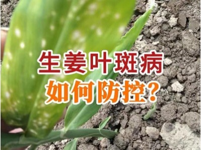 生姜叶斑病如何防控？ ()