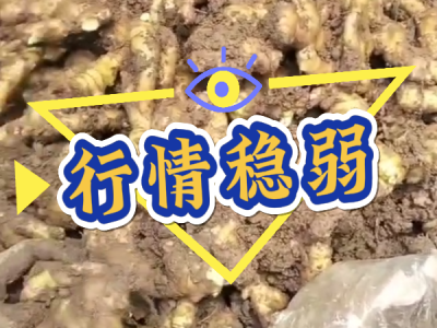 6月20日 安丘黑埠子（行情稳弱） ()