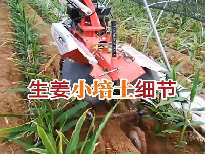 生姜小培土细节 ()