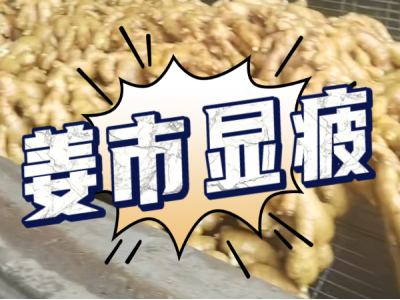 6月21日 生姜价格行情（姜市显疲） ()