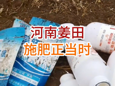 河南姜友施肥正当时 ()