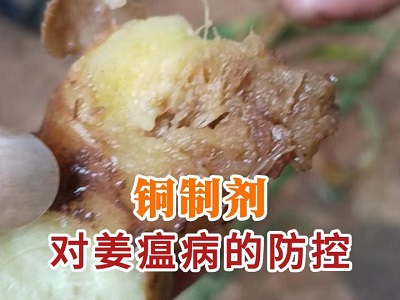 铜制剂对姜瘟病的防控 ()