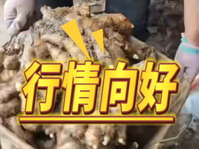 6月24日 安丘黑埠子（行情向好） ()