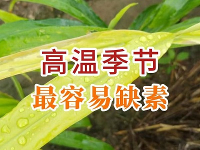 高温季节最容易缺素 ()