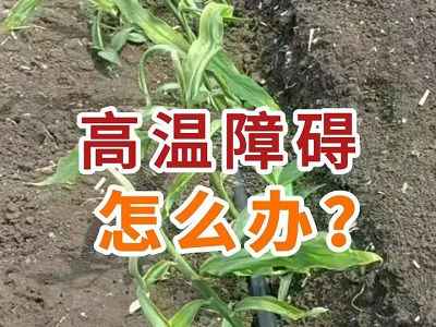 高温障碍怎么办？ ()