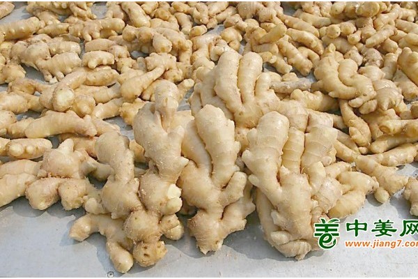 从价格震荡到出口矛盾，姜市这盘棋该怎么下？ ()