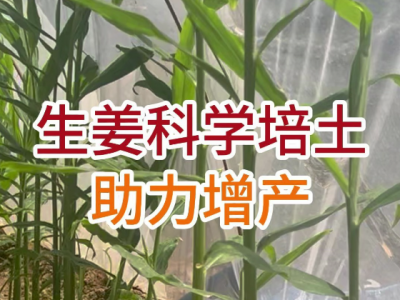 生姜科学培土用助力增产 ()