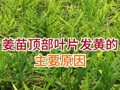 姜苗顶部叶片发黄的主要原因 ()