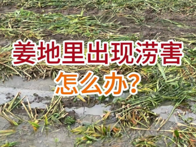 姜地里出现涝害怎么办？ ()