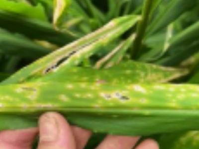 生姜叶部病害有哪些？ ()